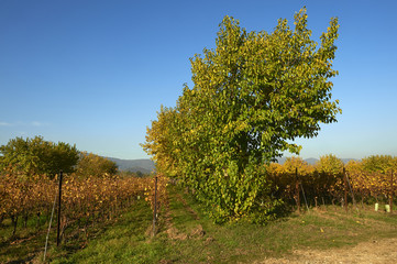 Fototapeta premium vigne in autunno