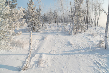 Grass and trees covered with frost and snow