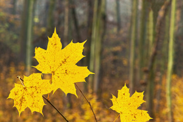 detail of orange leaves in the forest