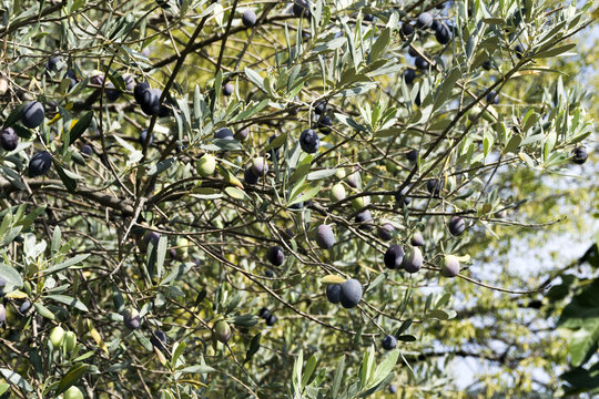 Entirely shot in natural environments olive tree branches in Aegean region