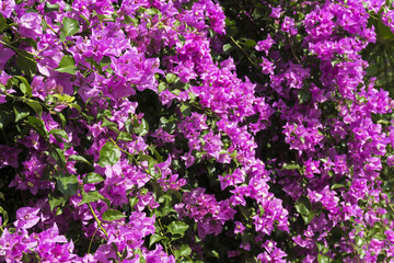 Awesome bougainvillea flowers of Bodrum Turkey