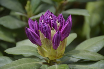 Amazing flowers in Santiago, Chile