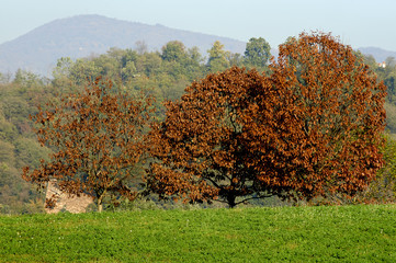 autunno