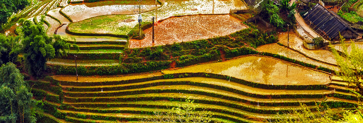 agriculture Terraced Rice Field hill
