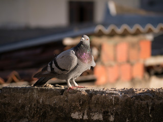 Pigeon sitting on the roof, Fortaleza, Brazil