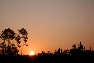 Fototapeta na wymiar Lever de soleil sur les pins.