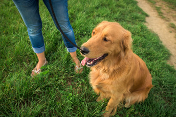 Golden retriever with her owner