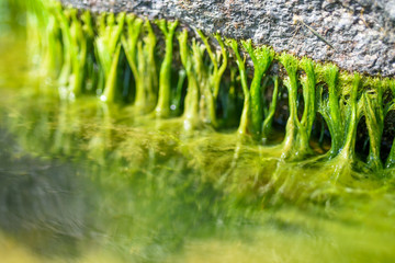 Green plants on the rocks
