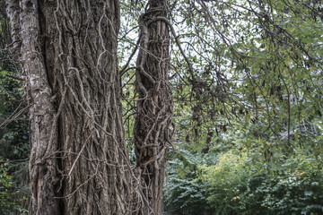 Fototapeta premium tree