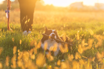 Middle age woman playing with her border collie dog