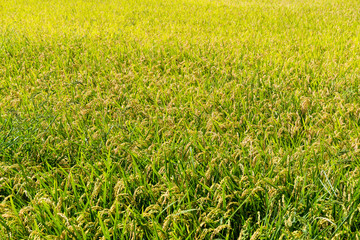 Autumn rice field