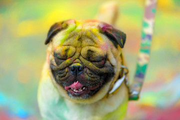 Holi painted pug