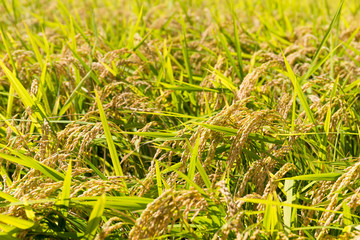 Rice plant