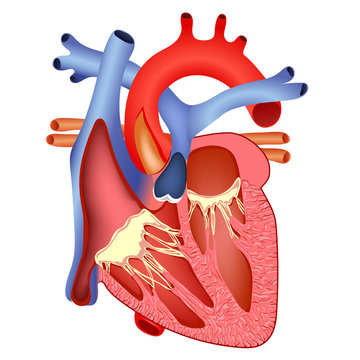 medical human heart
