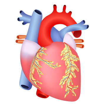 medical human heart