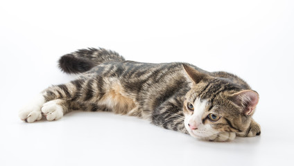 grey cat