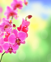 Beautiful flower Orchid pink phalaenopsis over bright nature bac