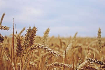 Kornfeld