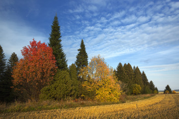 Colorful autumn forest against the blue sky