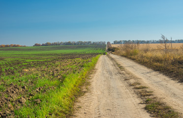 Fototapeta na wymiar autumnal landscape with earth road on the side of agricultural field with winter crops in Sumskaya oblast, Ukraine