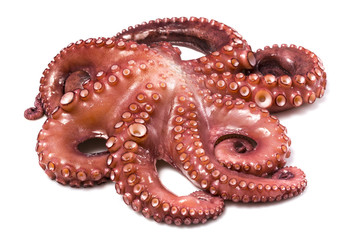 Pulpo