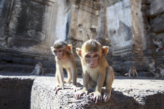 子猿 Images Browse 2 155 Stock Photos Vectors And Video Adobe Stock