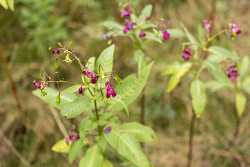 Himalayan balsam flower - Impatiens glandulifera