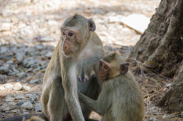Monkey , Crab-eating macaque