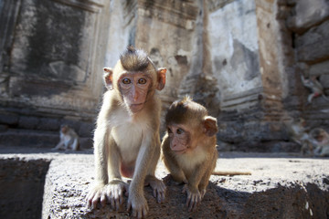 かわいい子猿