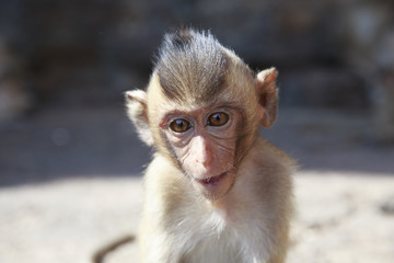 かわいい子猿