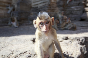 かわいい子猿