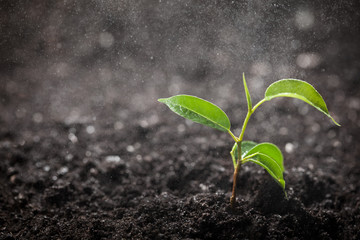 plant on a rainy day