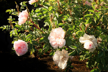 Blossom of the historic pink  rose Stanwell Perpetual in the summer garden. 