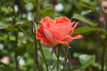 Amazing roses at a Park in Santiago, Chile