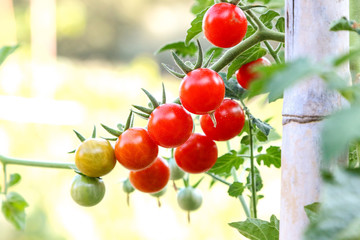 Pomodorini ciliegino