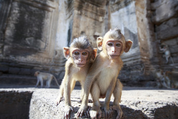 かわいい子猿