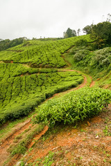 Tea plantations munnar india