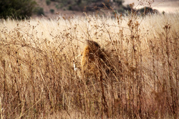 A lion is camouflaged in the field in a national park in South Africa