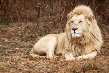 A White Lion lies on the ground in south africa