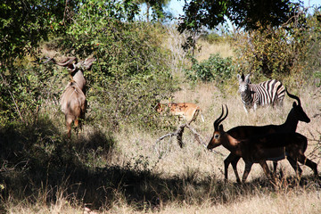 A number of wildlife animals blend in the landscape in a natural reserve in south africa