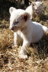 Young new born white lion cup in south africa