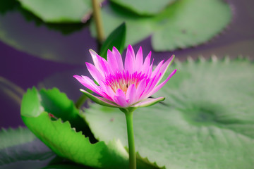 Pink lotus in the marsh