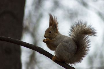 Naklejka na ściany i meble Beautiful squirrel sitting on a branch and eating nuts