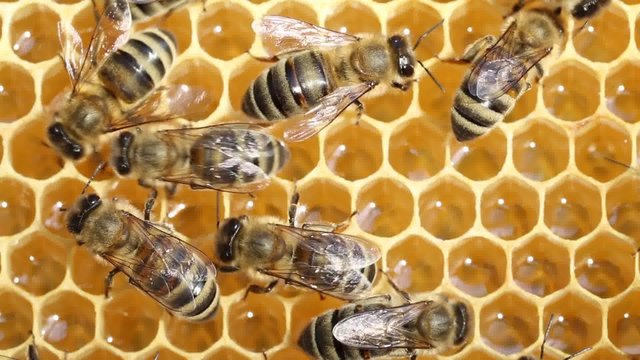 Work bees in hive.
Bees convert nectar into honey 