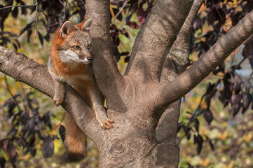 Grey Fox (Urocyon cinereoargenteus) in Tree Looking Right