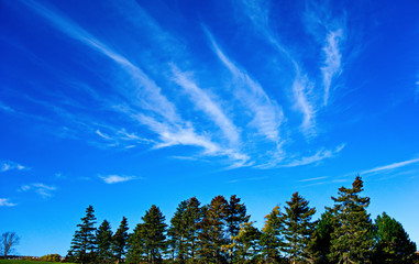 blue sky with clouds and trees