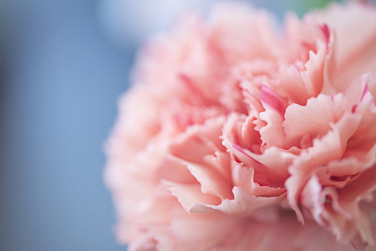 Close-up of a pink carnation flower in bloom in front of a blue background