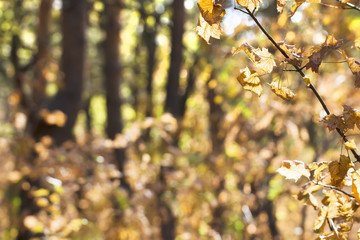 maple leaves in the October autumn forest background