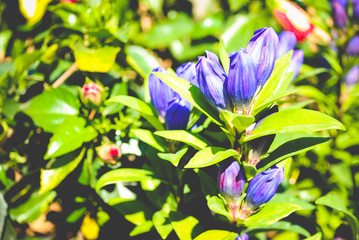 dettaglio fiore