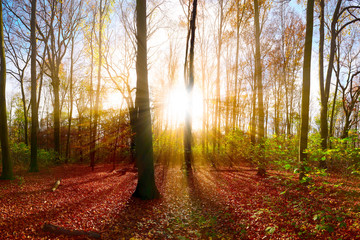 Obraz premium Autumn forest with sun rays